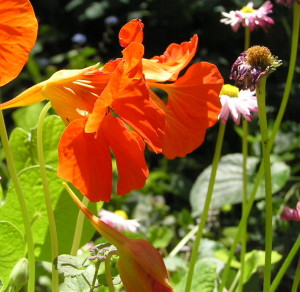 AA broken nasturtium